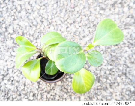 豆瓣綠草葉子植物 57451924