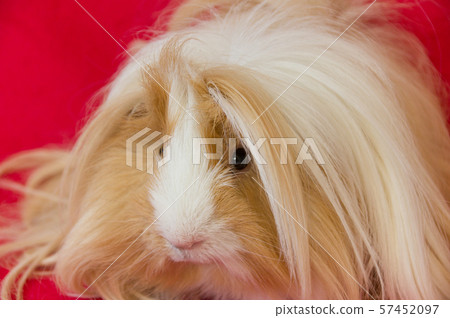 Peruvian guinea pig 57452097
