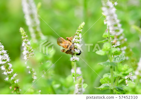 Swallowtail bear bunch Swallowtail bear bunch 57452310