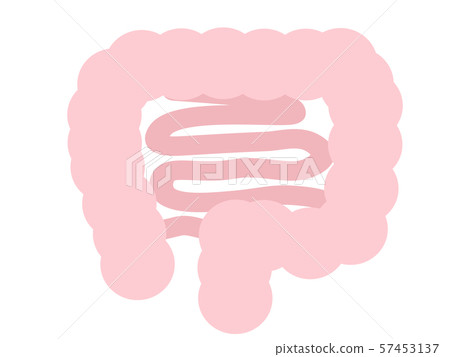 Large intestine and small intestine Large intestine and small intestine 57453137