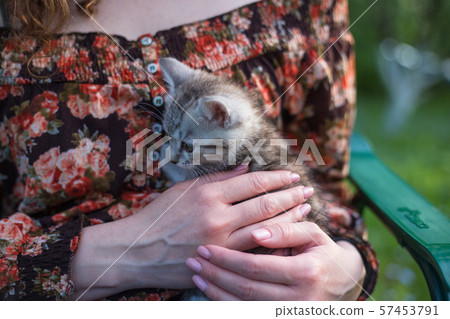 Close up of a cute kitty-cat in the woman's hands Close up of a cute kitty-cat in the woman's hands 57453791