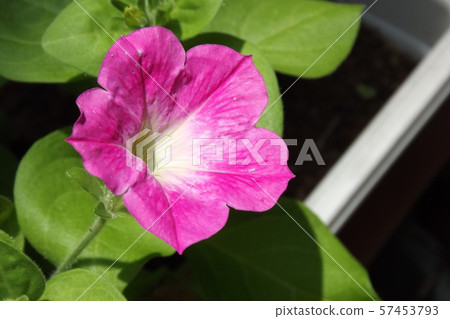 可愛的粉紅色花朵 可愛的粉紅色花朵 57453793