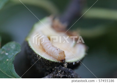 Caterpillar of the longhorn beetle Caterpillar of the longhorn beetle 57455186