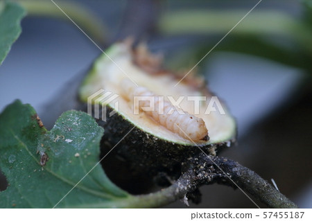 Caterpillar of the longhorn beetle Caterpillar of the longhorn beetle 57455187