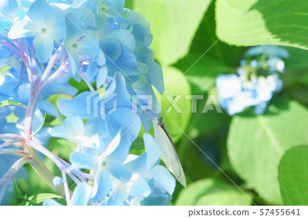 白色蝴蝶繡球花 白色蝴蝶繡球花 57455641