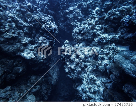 Coral Reef underwater in the sea 57455736