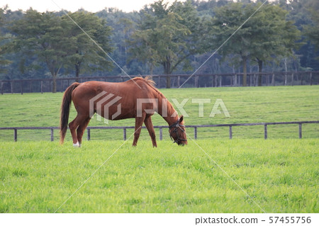 Northern Horse Park Tomakomai Hokkaido Stock Photo