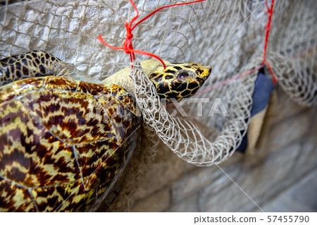 Dead turtle in fishing net 57455790