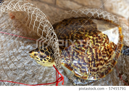 Dead turtle in fishing net 57455791