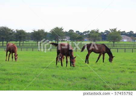 北馬公園賽馬，北海道To小牧市 57455792