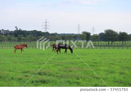 北馬公園賽馬，北海道To小牧市 57455793