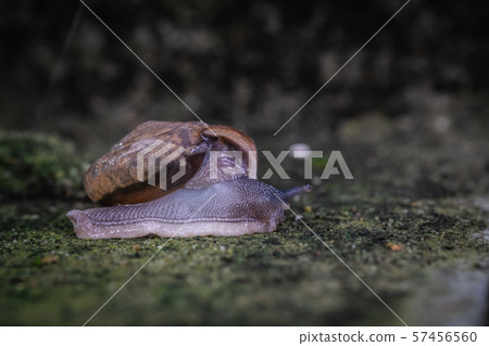 close up view of snail crawling on cement floor 57456560