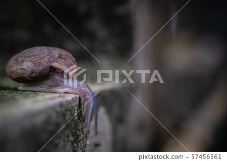 close up view of snail crawling on cement floor 57456561
