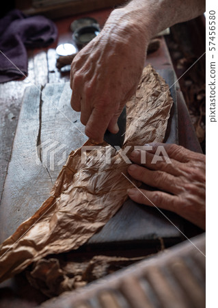 Cigar rolling or making by torcedor in cuba Cigar rolling or making by torcedor in cuba 57456580