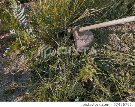 Trimmer mows grass and weeds summer in the garden, 57456795