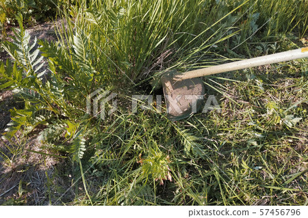 Trimmer mows grass and weeds summer in the garden, 57456796