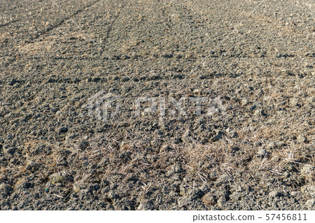 Winter paddy field Winter paddy field 57456811