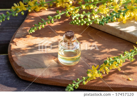 A bottle of essential oil with fresh agrimony 57457120