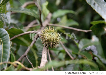 Fruit of an oak 57458136