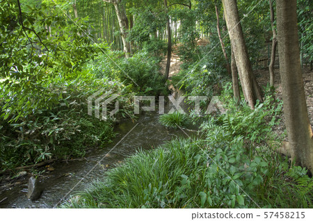 竹林公園從春天開始流動 57458215