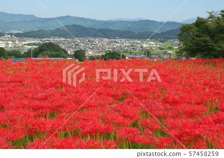 Cluster amaryllis of Nara Katsuragi Kodo 57458259