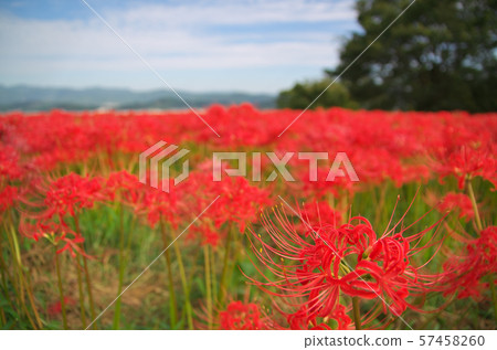 Cluster amaryllis of Nara Katsuragi Kodo 57458260