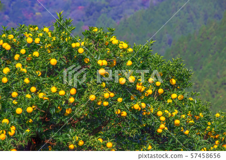 Kiso Kyoko Kiso Kyoko 57458656