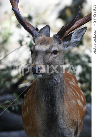 梅花鹿5 57458919