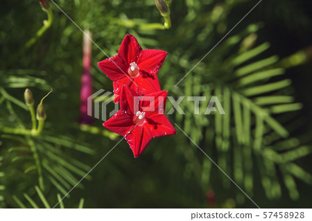Lepinacea花 57458928