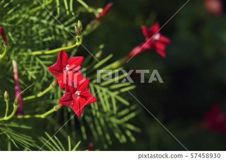 Lepinacea花 57458930