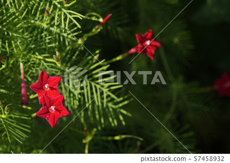 Lepinacea花 57458932