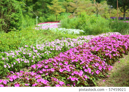 新幾內亞鳳仙花 新幾內亞鳳仙花 57459021