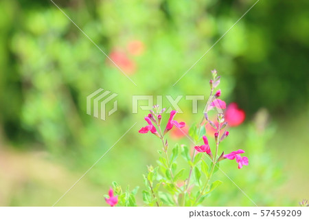 櫻桃鼠尾草花 櫻桃鼠尾草花 57459209