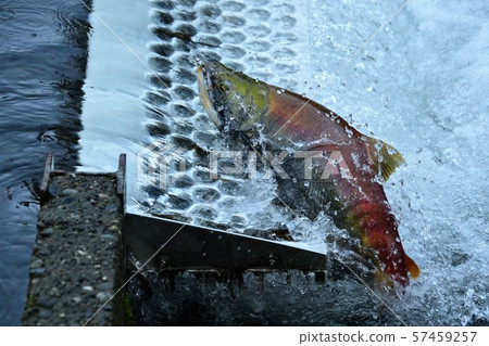 They come back to the hatchery where they were born. Weaver Creek Hatchery, Kana, British Columbia 57459257