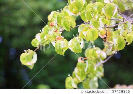  Dogwood fruit 57459536