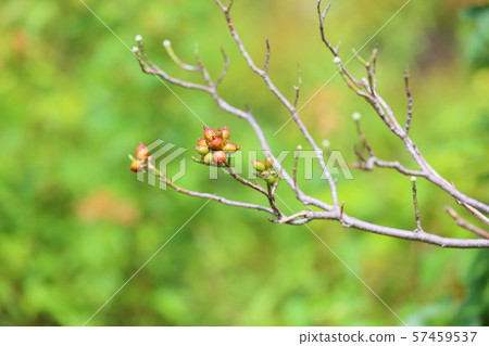  Dogwood fruit 57459537