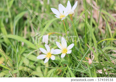 Flower of Thamas Dare Flower of Thamas Dare 57459538