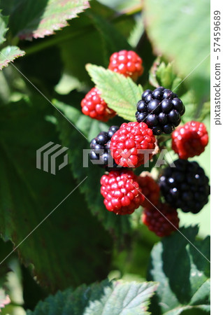 無農藥黑莓 無農藥黑莓 57459689