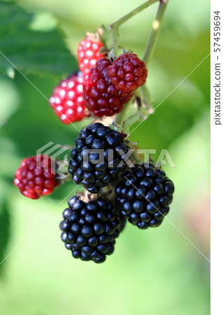 無農藥黑莓 無農藥黑莓 57459694