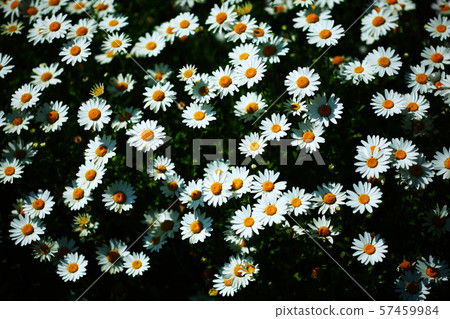 Chrisan Seem的白花 Chrisan Seem的白花 57459984