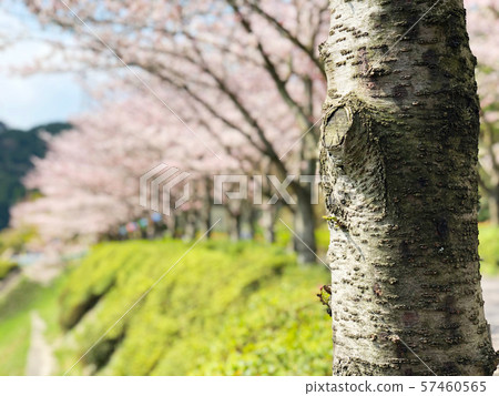 美麗的櫻花scenery_01 57460565