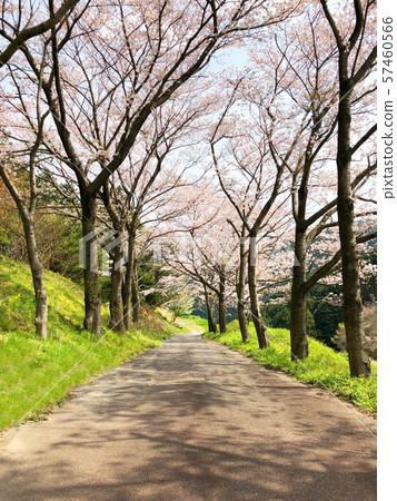 一條美麗的櫻花路_01 一條美麗的櫻花路_01 57460566