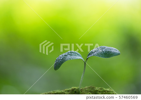 Futaba with water drops Eco image Futaba with water drops Eco image 57460569