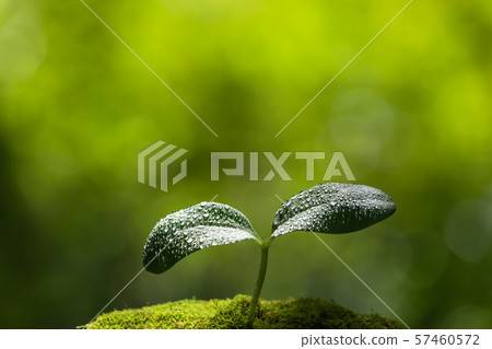 Futaba with water drops Eco image Futaba with water drops Eco image 57460572