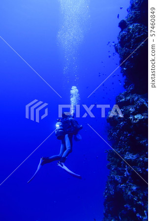 Diver looking up on the seabed cliff of Shimojijima, Miyakojima city Diver looking up on the seabed cliff of Shimojijima, Miyakojima city 57460849