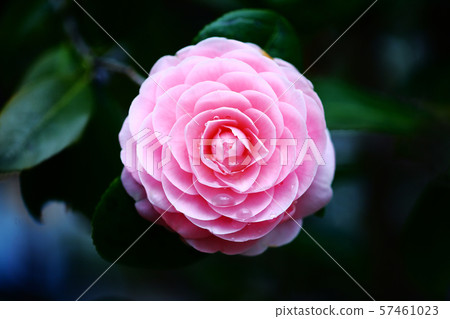 Flower after rain, Maiden Otome 57461023