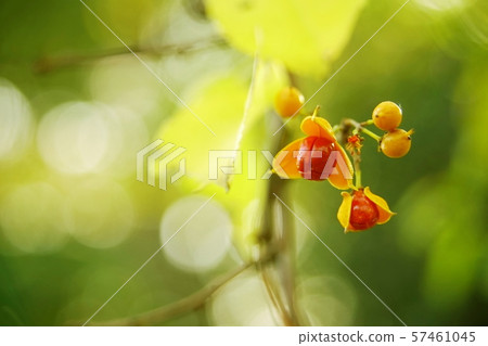 被加冠的魚的紅色果子 被加冠的魚的紅色果子 57461045