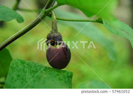Terashima eggplant of Edo vegetables Terashima eggplant of Edo vegetables 57461052