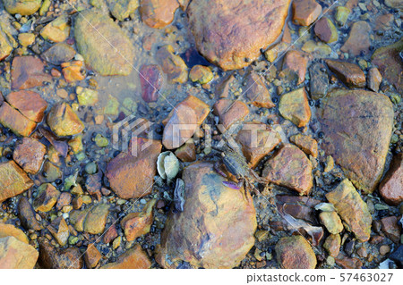 the Stone Crab at Nai Chung Pebbles Beach 57463027