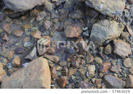 the Stone Crab at Nai Chung Pebbles Beach 57463029